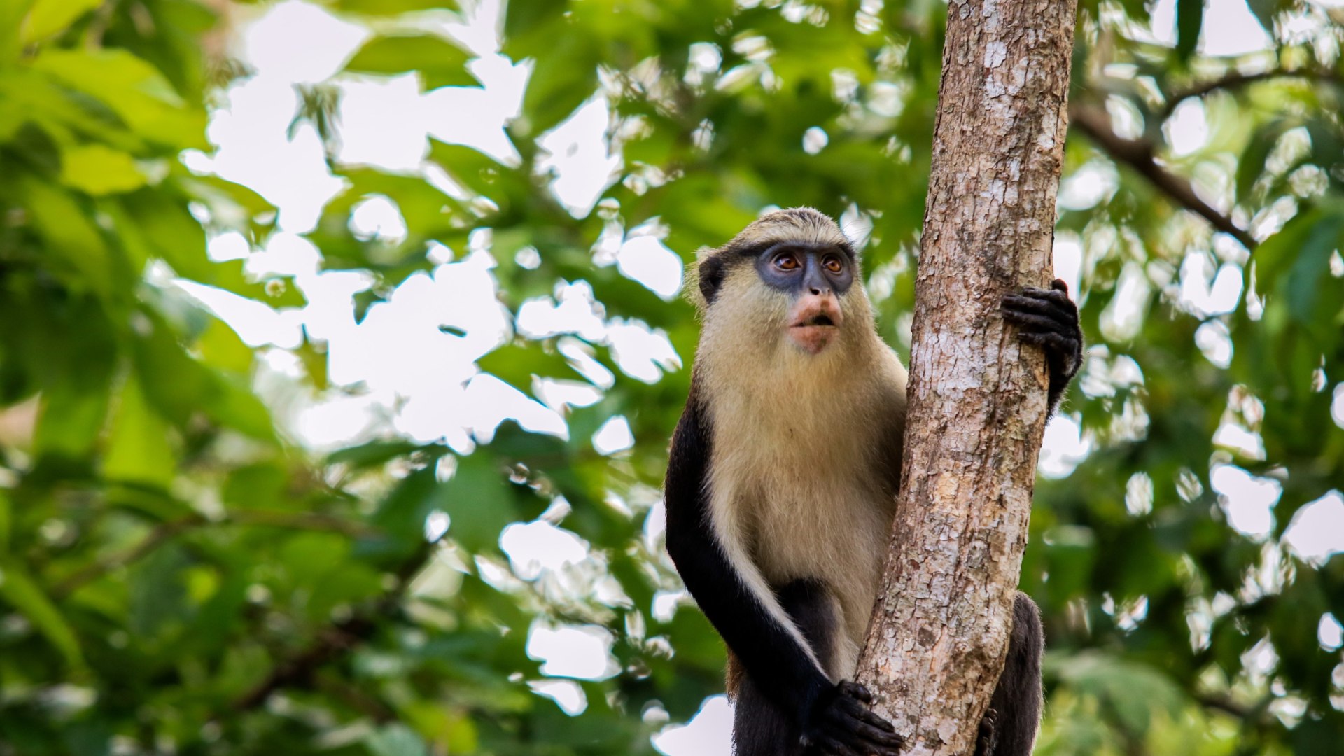 Ghana: das Herzstück Westafrikas in Kleingruppe